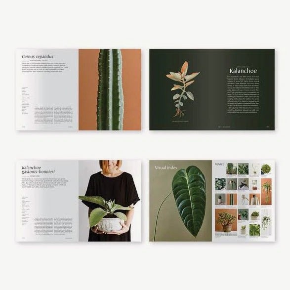 dracaena song of india Dracaena Reflexa 'Song of India'